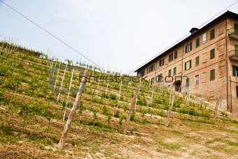 Italian vineyard - Monferrato