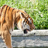 Walking tiger (Panthera Tigris)