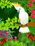 Tropical bird in the tropical forest