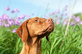 Closeup Portrait of a Vizsla Dog with Wildflowers