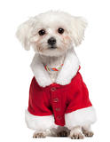 Maltese wearing Santa outfit, 18 months old, sitting in front of white background