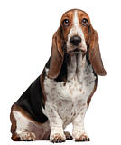Bassett Hound, 6 years old, sitting in front of white background