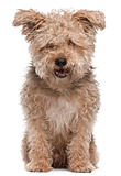 Mixed-breed dog, 6 years old, with mouth open in front of white background