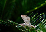 lizard on green leaf