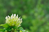 White flowers bloom on green background