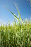 Green  wheat on a grain field in spring