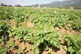 Patato plantation - field