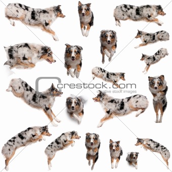 mini australian shepherd 7 months old image 4047563 composition of australian shepherd dogs jumping 7 mini australian shepherd 7 months old image 4047563 composition of australian shepherd dogs jumping 7