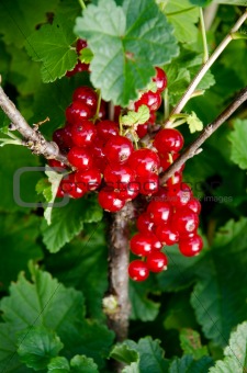 Ripening red currant. Selective focus, shallow DOF. Green backgr
