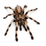 Tarantula spider, Poecilotheria Miranda, in front of white background