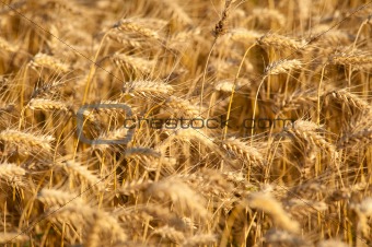 Yellow wheat on a grain field in summer just before harvest