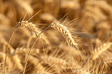 Yellow wheat on a grain field in summer just before harvest