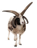 Multi-horned Jacob Ram, Ovis aries, in front of white background