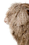 Close-up of Angora goat in front of white background