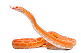 Scaleless Corn Snake, Pantherophis Guttatus, in front of white background