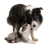 Border Collies interacting in front of white background