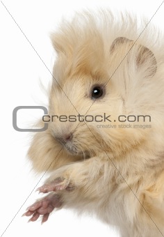 Close-up of young Peruvian guinea pig, 2 months old, in front of white background