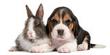 Beagle Puppy, 1 month old, and a rabbit in front of white background