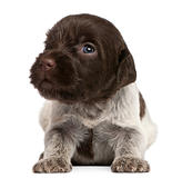 Wirehaired Pointing Griffon puppy, 1 month old, in front of white background