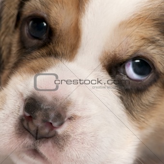 Close-up of Beagle puppy, 4 weeks old