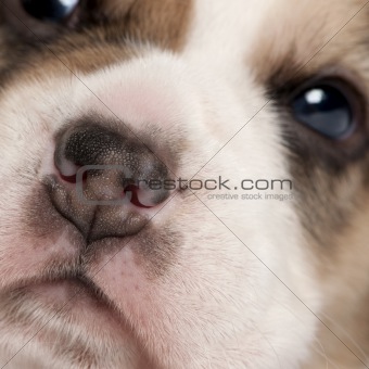 Close-up of Beagle puppy, 4 weeks old