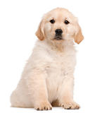 Golden Retriever puppy, 20 weeks old, sitting in front of white background