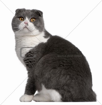 Scottish Fold cat, 1 year old, in front of white background