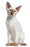 Siamese kitten, 5 months old, in front of white background