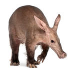 Aardvark, Orycteropus, 16 years old, in front of white background