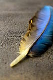 feather on a background of the empty space for the text