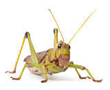 Giant Grasshopper, Tropidacris collaris, in front of white background