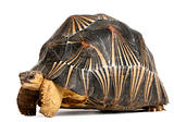Radiated tortoise, Astrochelys radiata, in front of white background
