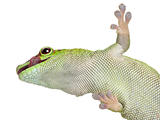 Low angle view of Madagascar day gecko, Phelsuma madagascariensis grandis, 1 year old, in front of white background