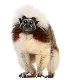 Cottontop Tamarin, Saguinus oedipus, standing in front of white background