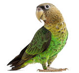 Cape Parrot, Poicephalus robustus, 1 year old, in front of white background