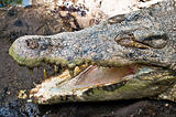 Open jaws crocodile