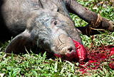 Toraja animal sacrifice