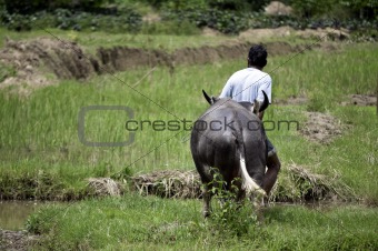 Farmer with buffalo in rice field