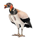King Vulture, Sarcoramphus papa, 10 years old, in front of white background
