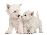 Two West Highland Terrier puppies, 7 weeks old, in front of white background