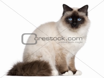 Birman cat, 1 year old, sitting in front of white background