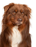 Close-up of Australian Shepherd dog in front of white background