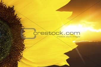 Sunflower closeup and sunset lighting