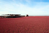 Landscape of beach full of red plants