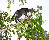 Gray cats on thin cut birch branch