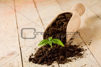 Gardening birth of basil plant
