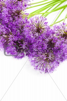 Bouqet of Allium / isolated on white