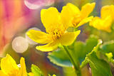 Charming yellow spring flowers