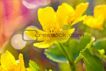 Charming yellow spring flowers