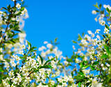 Frame of cherry blossoms against the blue sky